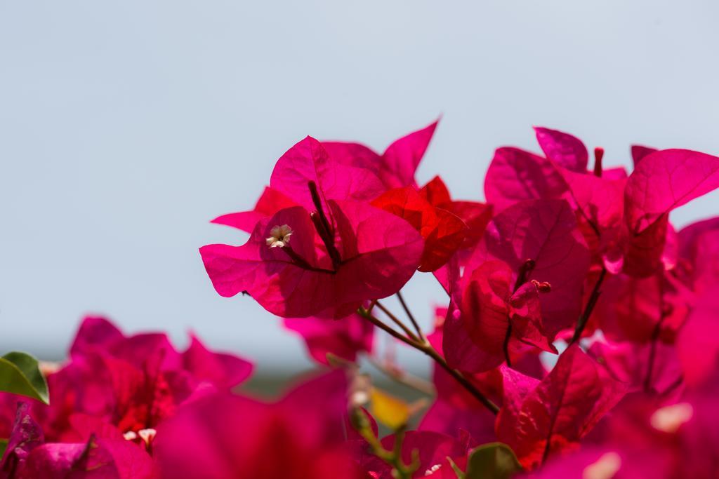 Hotel Bougainvillea San Jose Santo Domingo De Heredia Exteriér fotografie